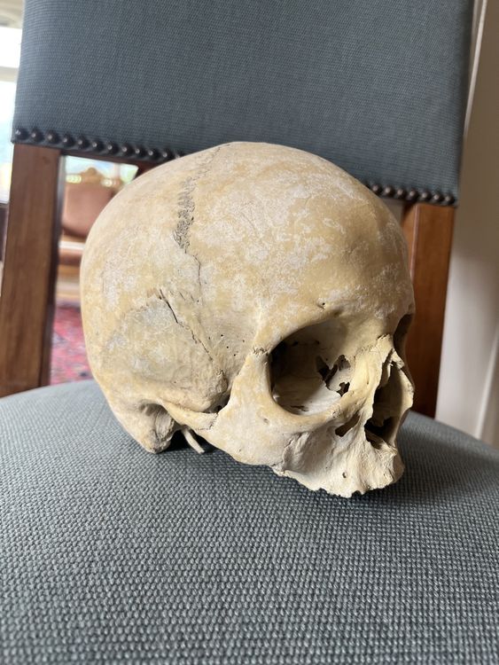 alter Schädel, Skull (Gebraucht) in Zürich für CHF 400 – nur Abholung ...