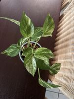 🌿 Efeutute Ableger zu verkaufen 🌿