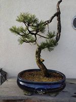 Bonsai