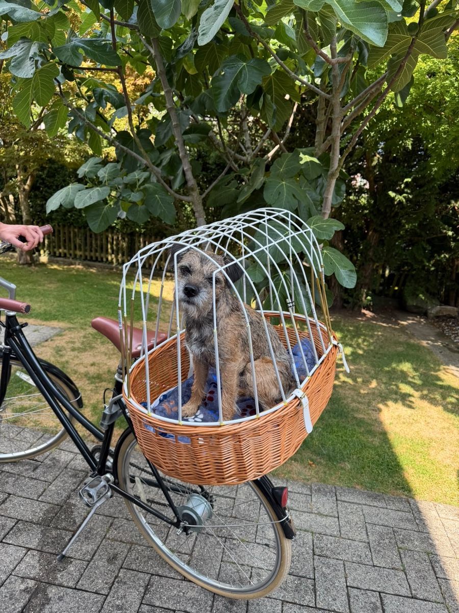 Liege- & Schlafplätze: Hundekorb Fahrrad – Gebraucht aus Brugg AG von ste_9t9l