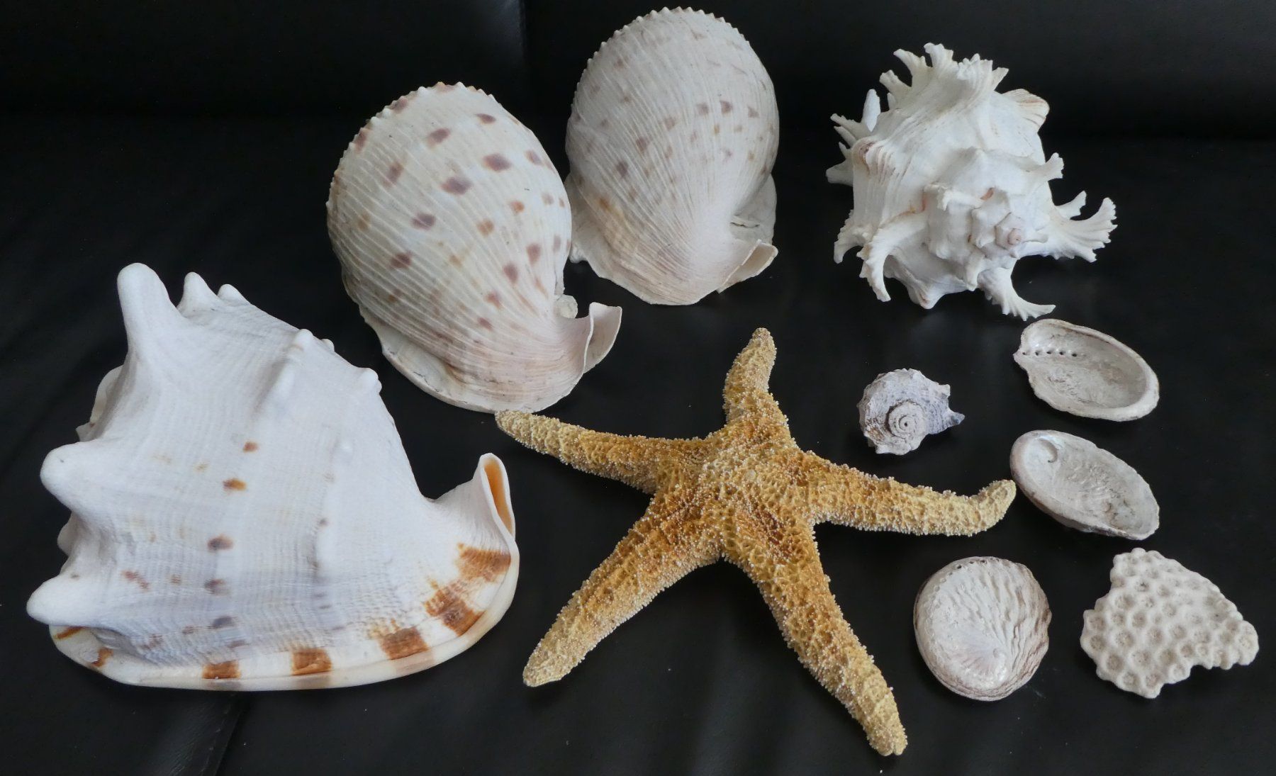 Tutte le decorazioni: Echte Muschelsammlung,  grosse Stücke! – Usato da Diessenhofen venduto da Hundeseele 1