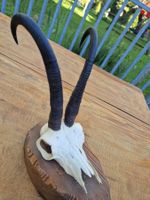Gamsbock