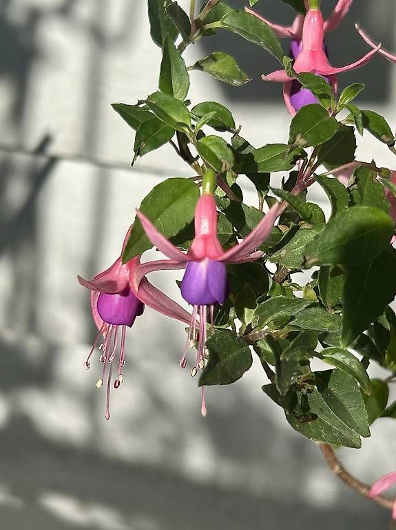 Pflanzen & Samen: Fuchsie – Neu und originalverpackt aus Frauenfeld von ire_q29k 2