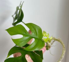 Monstera minima Kopfsteckling💚(stark bewurzelt)