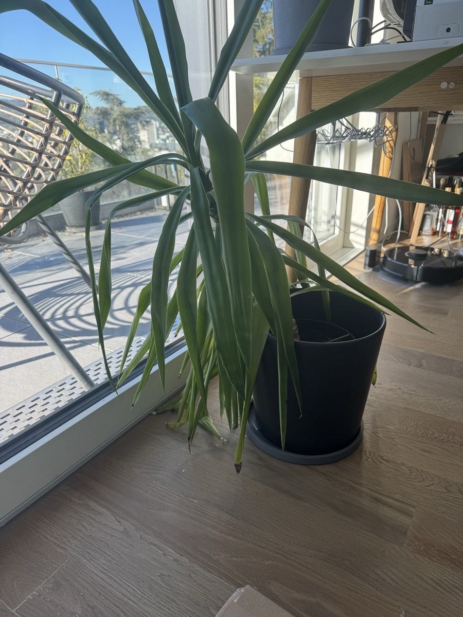 Pflanzen & Samen: Yucca Palme mit schwarzem Topf – Gebraucht aus Zürich von Monusc 2