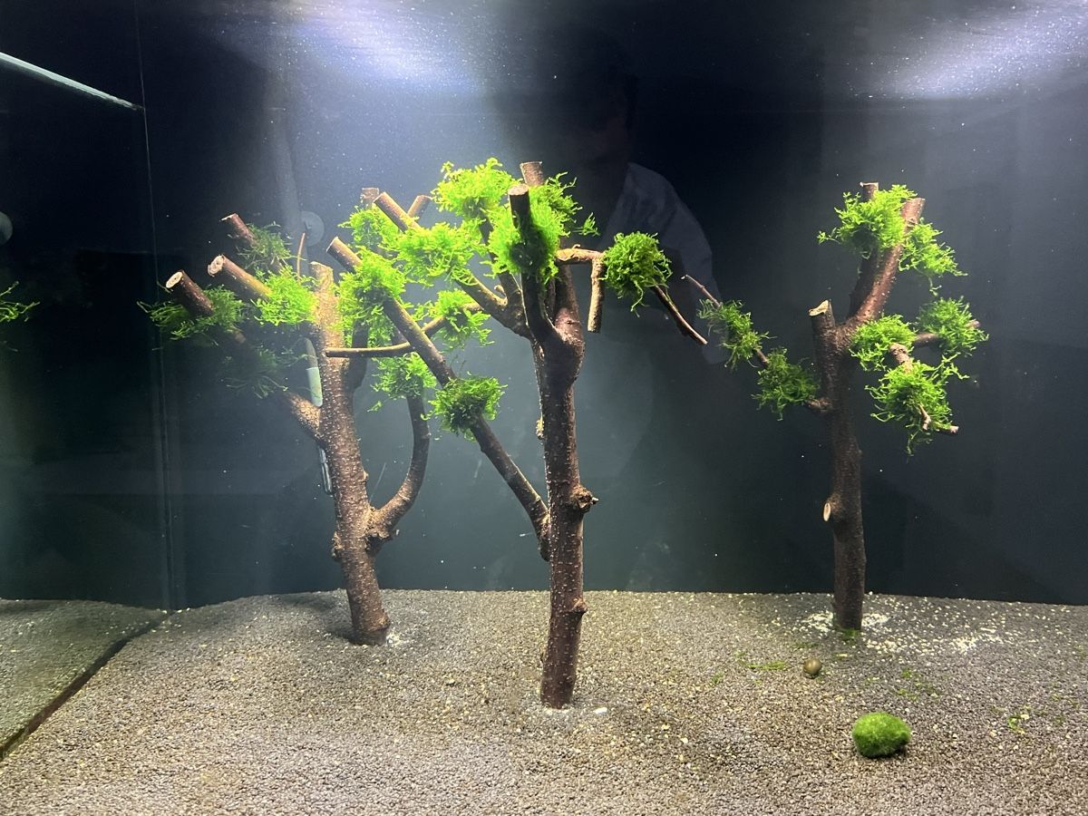 Toutes les décorations: Aquarium Deck Planze Holz Aquarium Baum – D'occasion à Basel par LUCcC 1