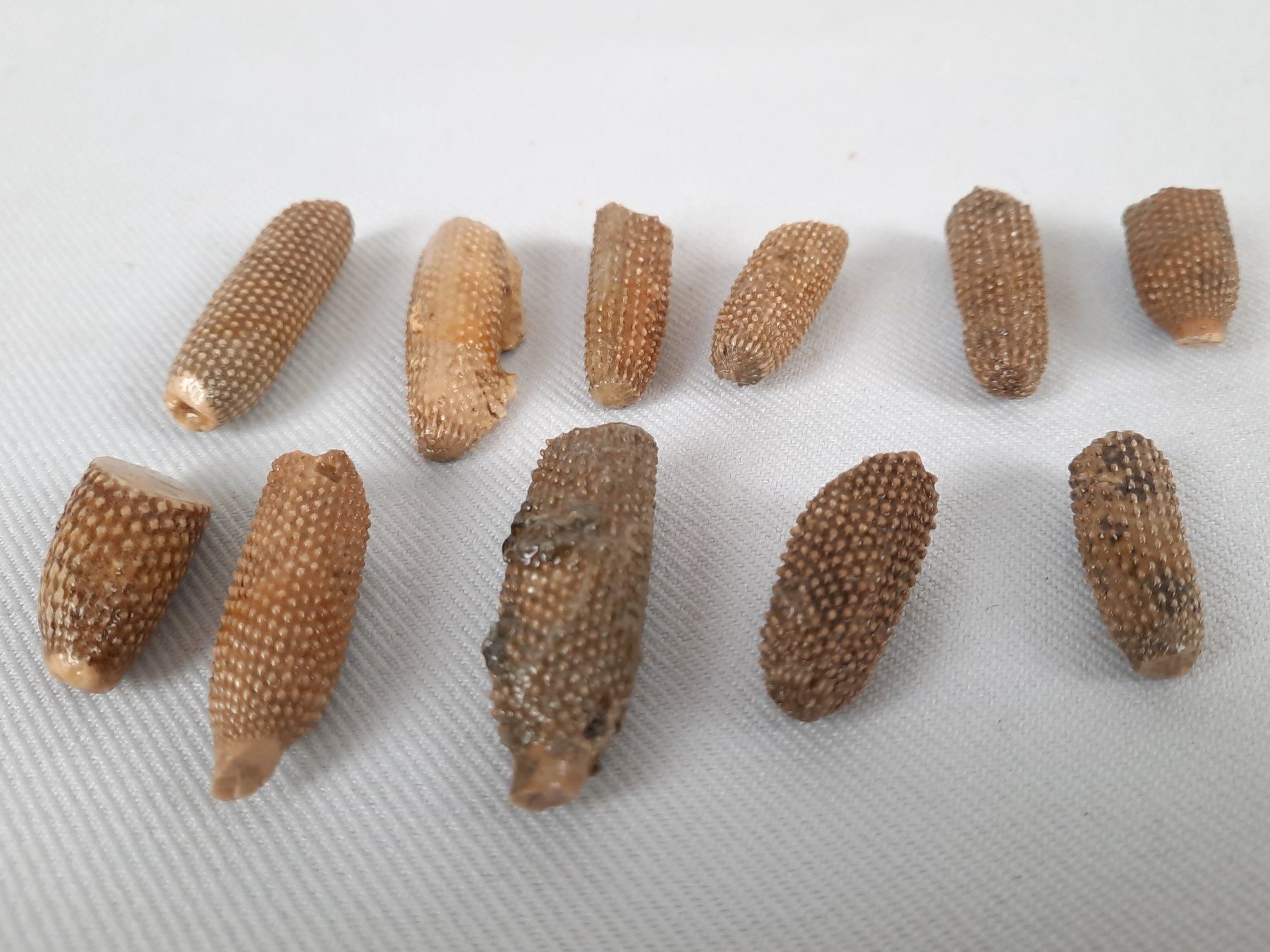 Fossili: Diverse Fossilien – Usato da Beinwil am See venduto da Restwert_Beinwil 1