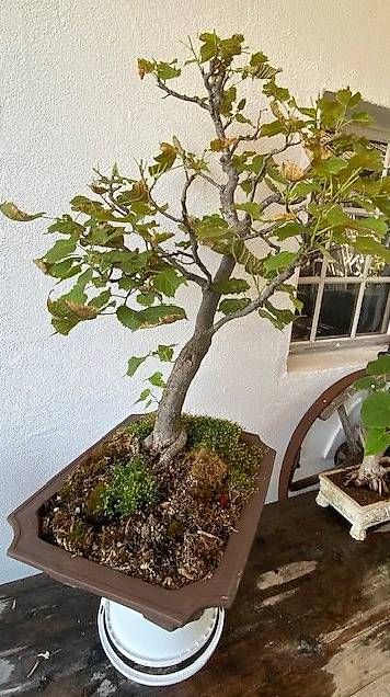 Pflanzen & Samen: Linden Bonsai – Gebraucht aus Wattenwil von topcash4you 1