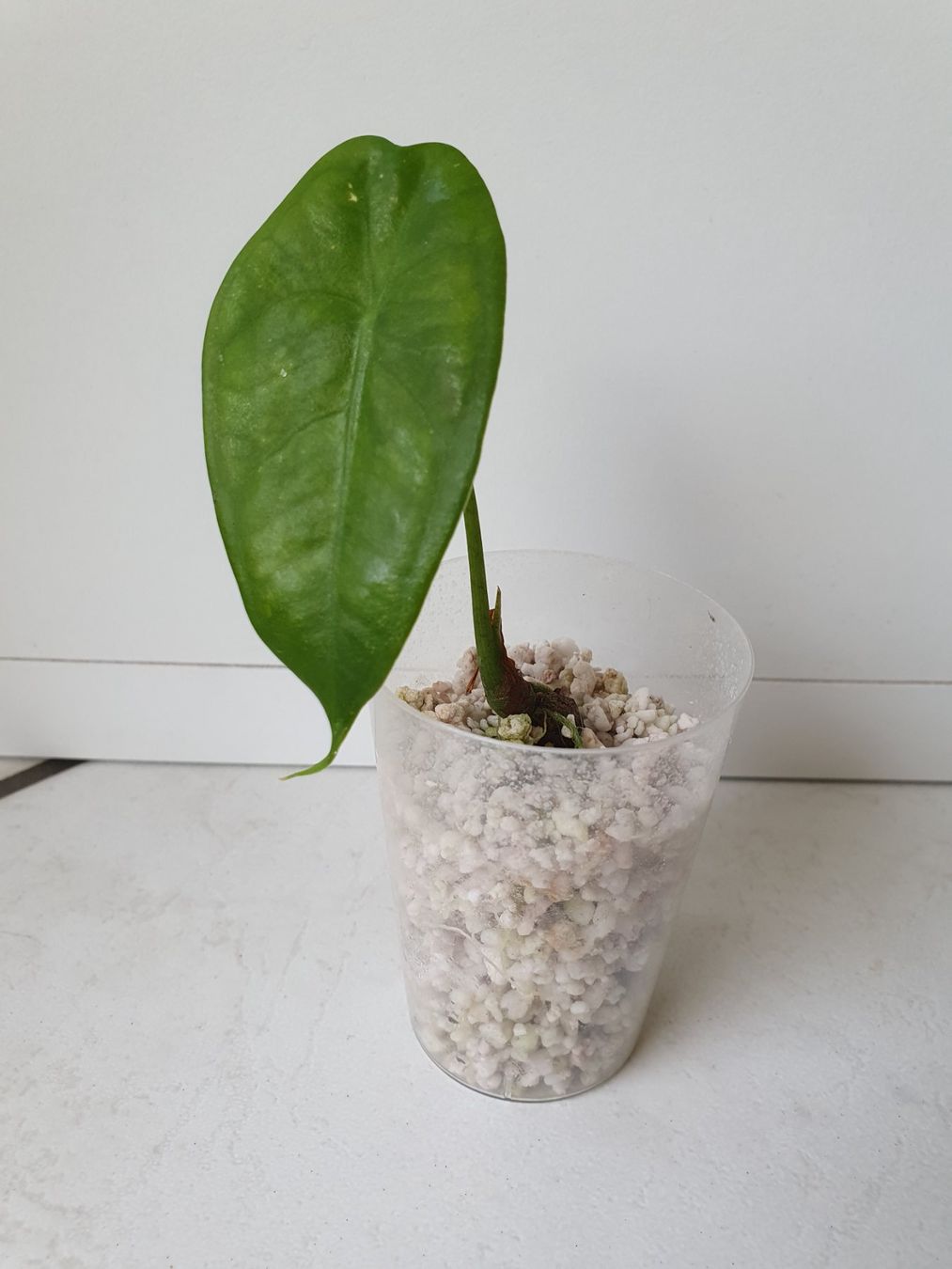 Piante & sementi: Alocasia Longiloba x Sinuata – Usato da Erlinsbach SO venduto da Lea030