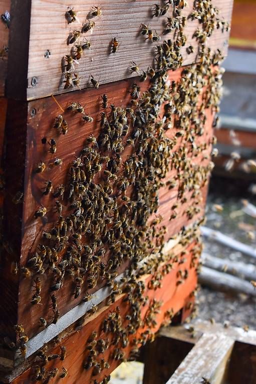 Cibi & Specialità: Bienenpollen 1kg – Nuovo e nell'imballaggio originale da Boll venduto da phi_g2nv 1