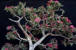 Arbre à thé / miel  ( MIEL DE MANUKA ) plant