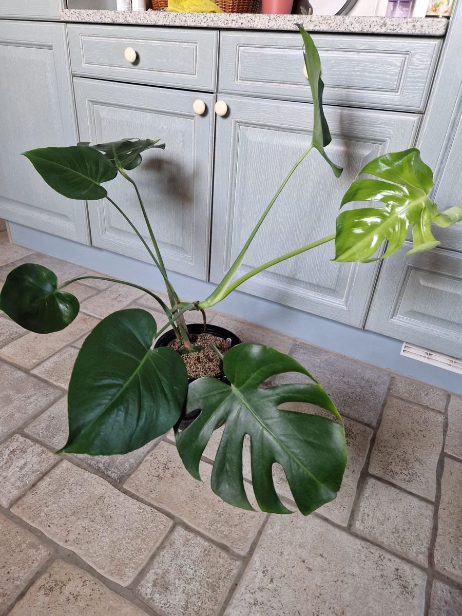 Pflanzen & Samen: Monstera Deliciosa 🪴 – Gebraucht aus Menziken von Ines.Coelho 7