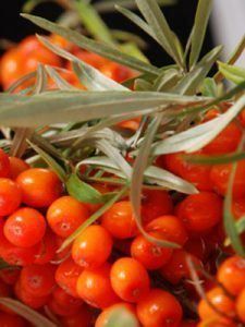 Piante & sementi: Argousier  AUTOFERTILE  20cm  RARE – Nuovo (secondo la descrizione) da Bremblens venduto da FIBONACCI369