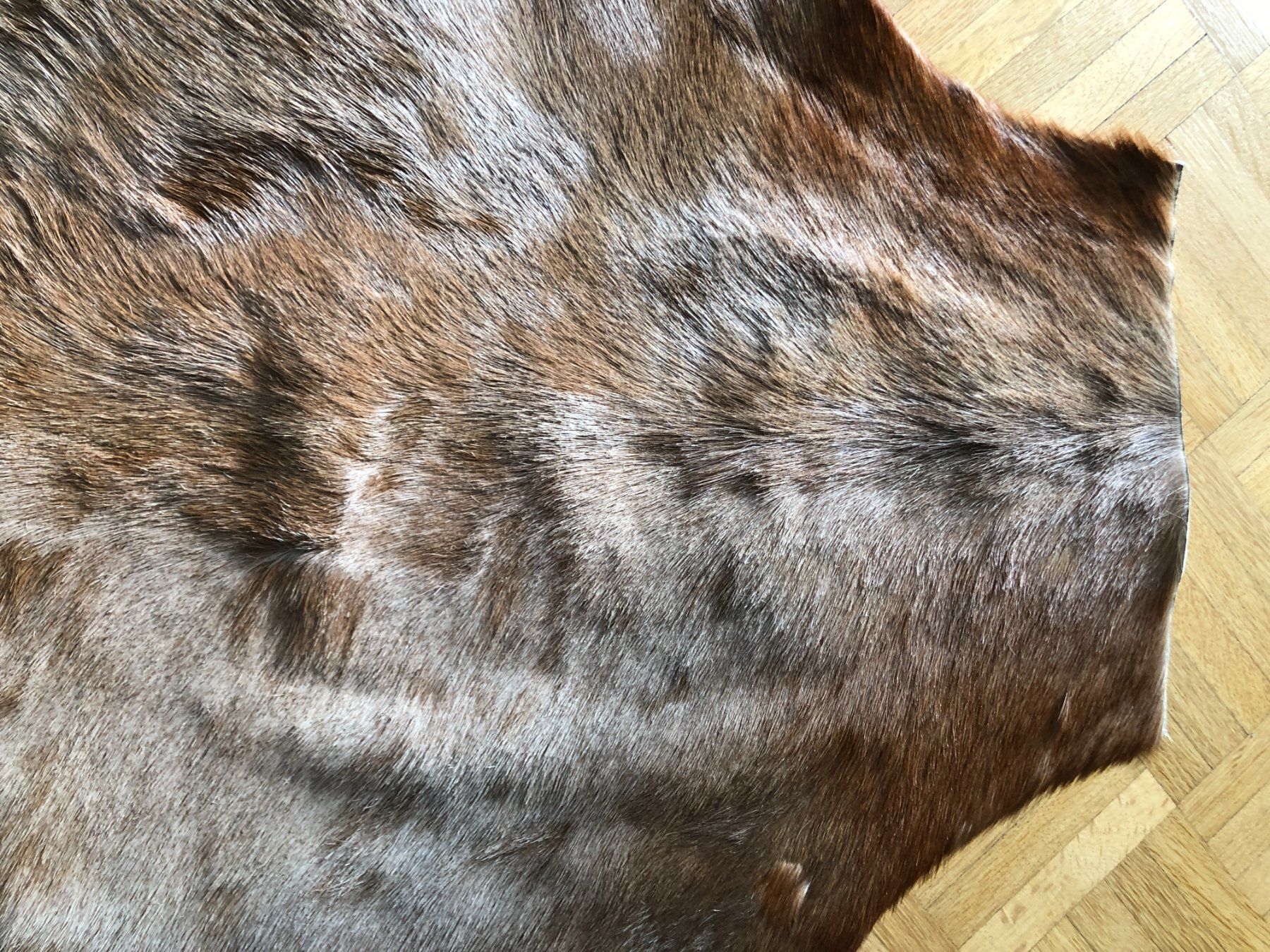 Il mondo degli animali: Blessbock-Fell – Usato da Zürich venduto da BeyTYGURUM 2