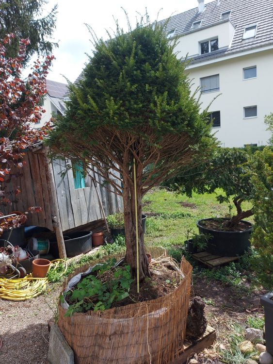 Eibe Bonsai Schirmförmig 2.3m Kaufen auf Ricardo