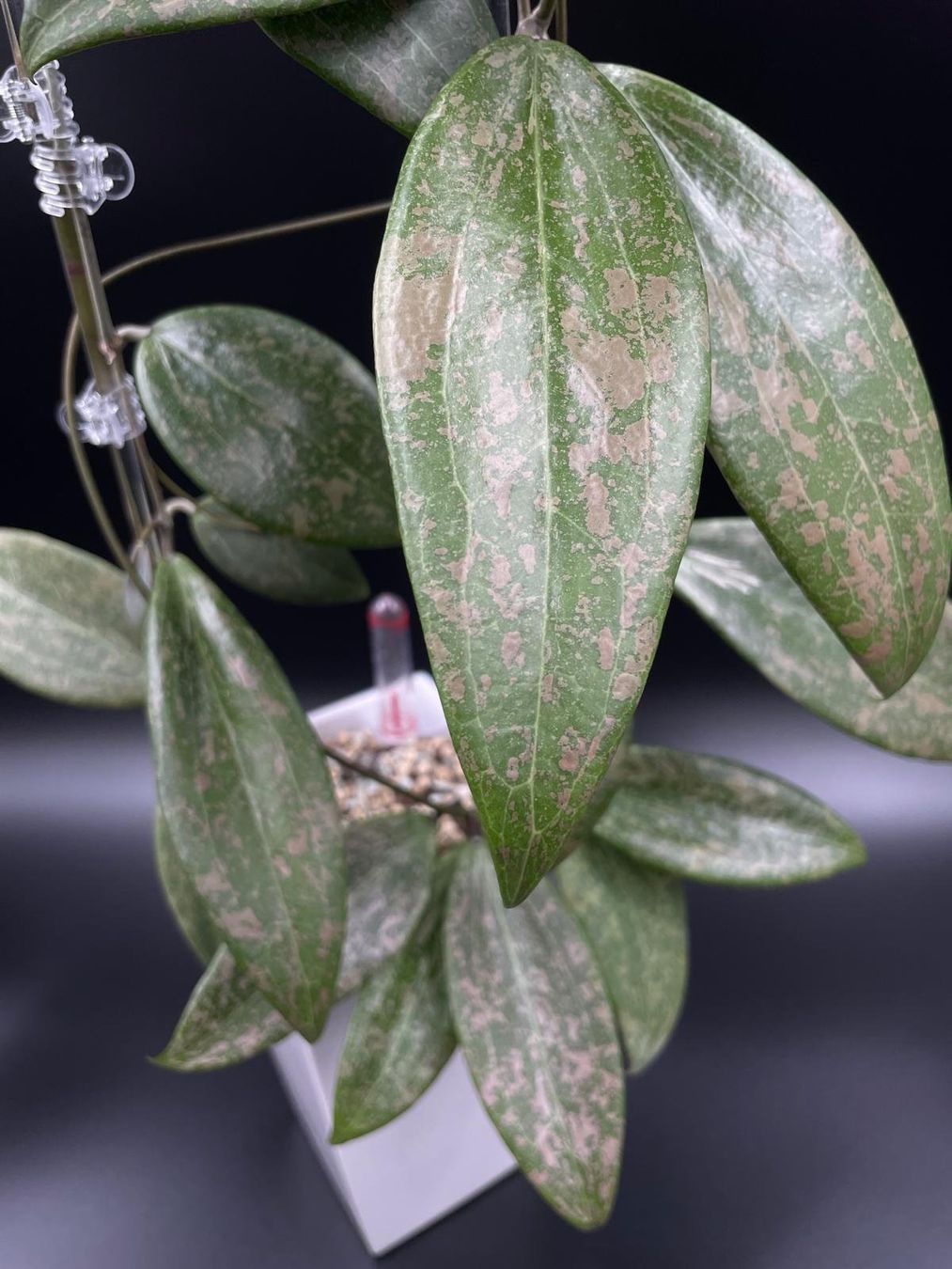 Piante & sementi: Hoya verticillata IML 1618 in Semihydro – Nuovo (secondo la descrizione) da Bühler venduto da googelibear 1