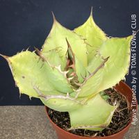 Agave Titanota - seltene Schönheit aus Mexiko mit 5 Kindeln