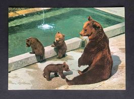 AK Bern Bärengraben La fosse aux ours