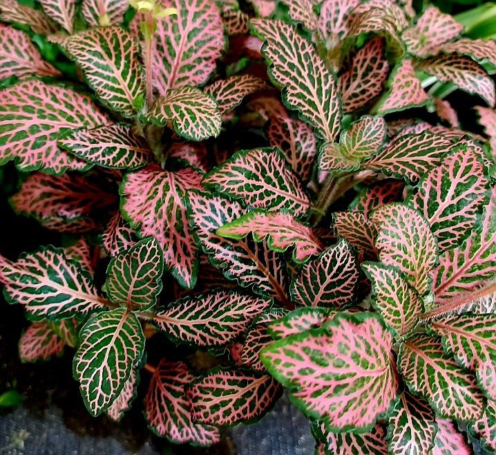 Exotische Zierpflanze FITTONIA MOSAIC PINK FOREST 20 cm 🌿 Kaufen auf