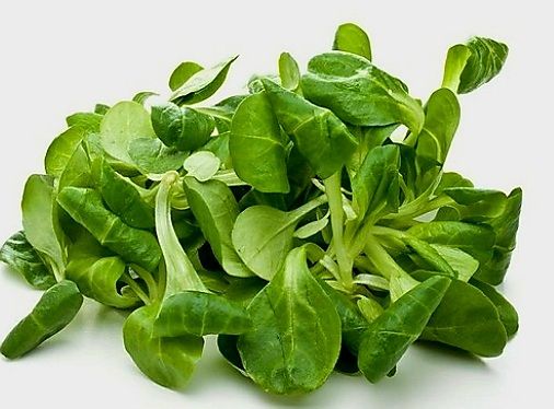 Pflanzen & Samen: 50 Samen Graines Semi Seeds  FORMENTINO BIO – Neu und originalverpackt aus Rovio von POSITIFFARTandPLANTS 2