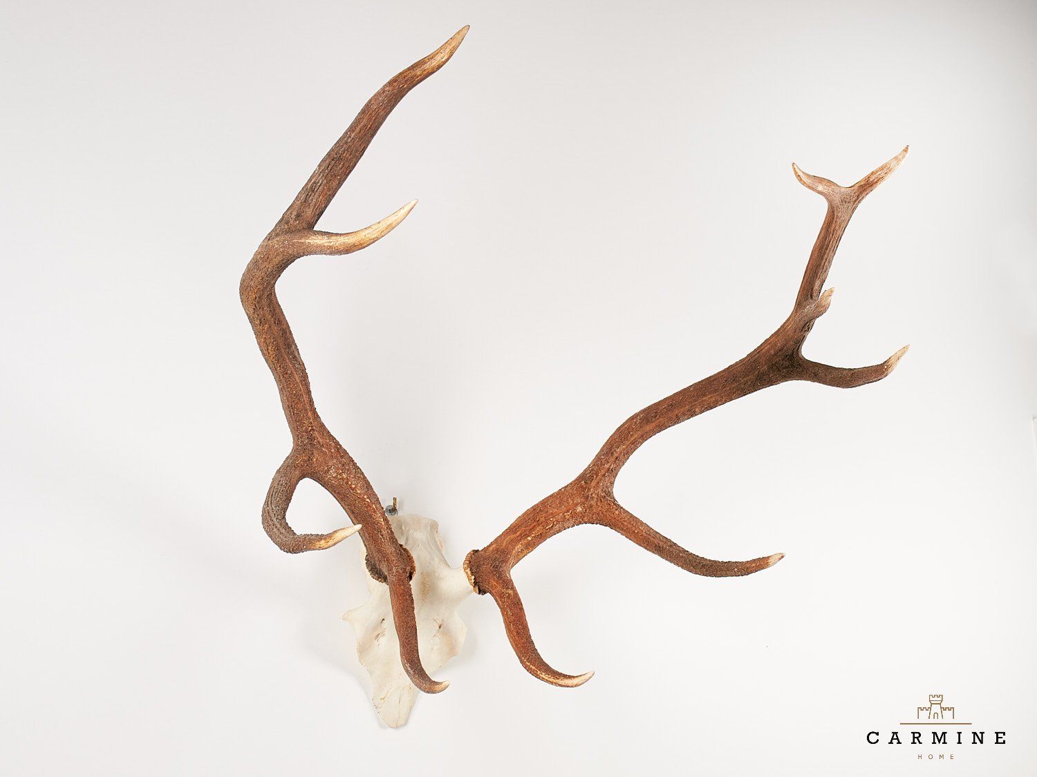Altre raccolte & rarità: Hirsch Trophäe – Original Geweih Vintage – Usato da Ostermundigen venduto da CarmineHome 1