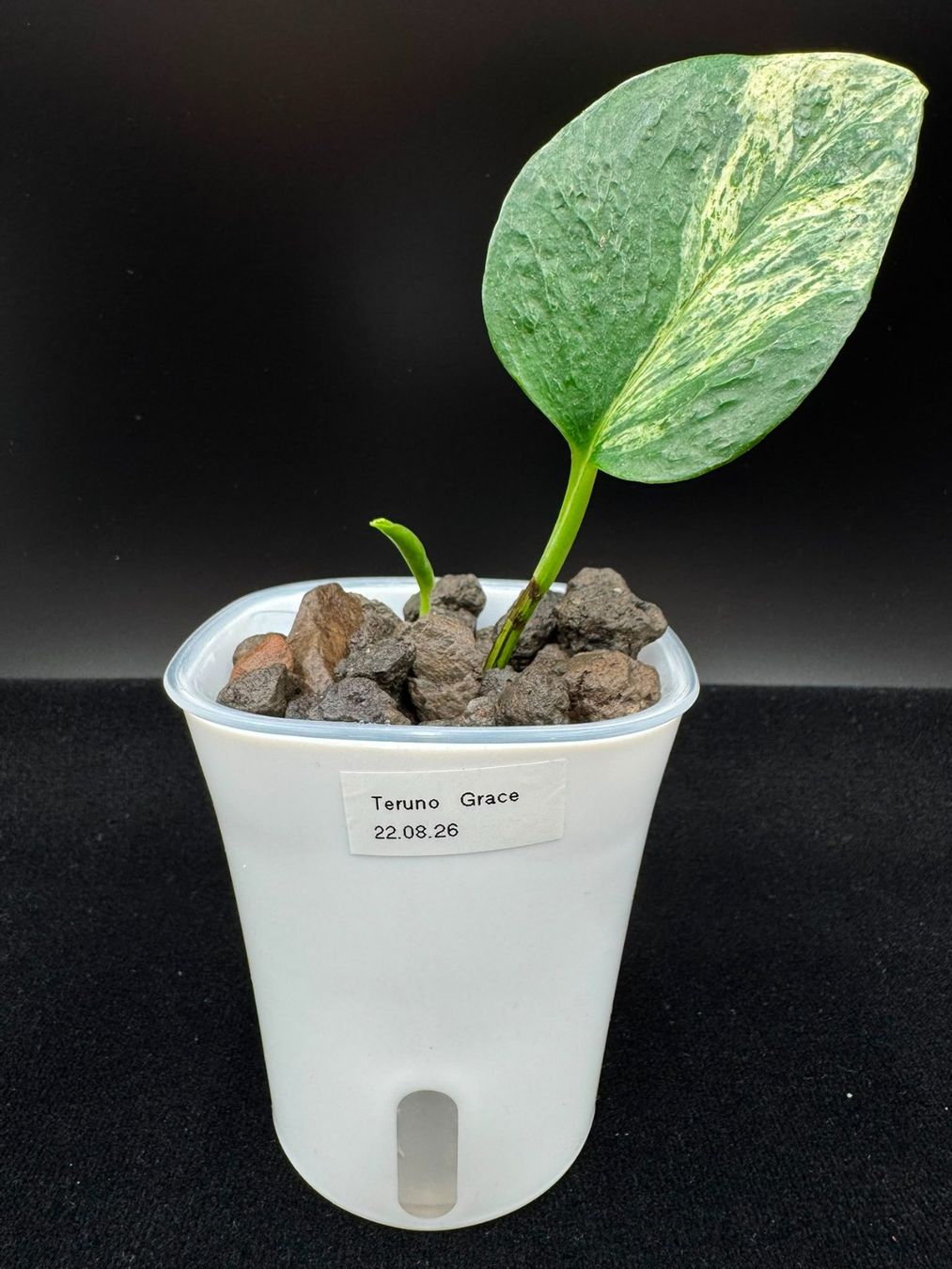 Piante & sementi: Epipremnum aureum 'Teruno Grace' in Semihydro – Nuovo (secondo la descrizione) da Bühler venduto da googelibear 1