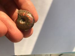 Ammonite! Opal Fossil! Rot und grün opal Farben