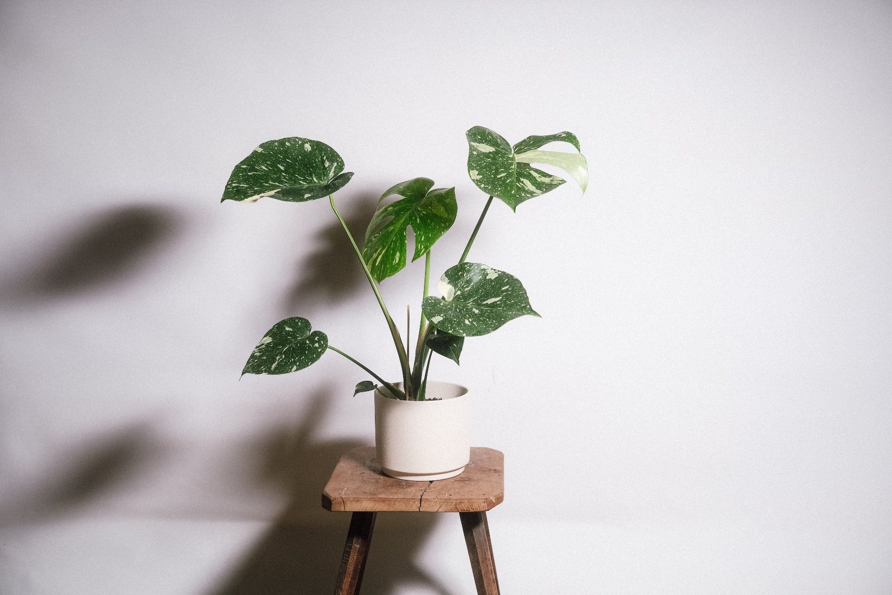 Piante & sementi: Monstera Variegata, Hydrokultur 60cm – Nuovo (secondo la descrizione) da Ehrendingen venduto da Simon_Cu_ 2