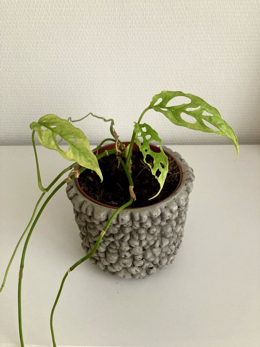 Piante & sementi: Monstera Obliqua Peru – Usato da Zürich venduto da slashobco 1
