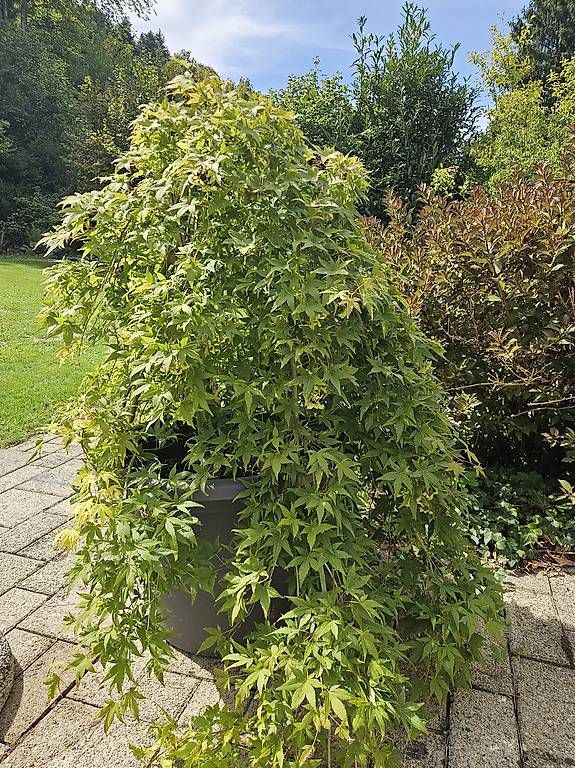 Piante & sementi: Bonsai Kleinblättriger Ahorn – Usato da Wittenbach venduto da r_e_d87p