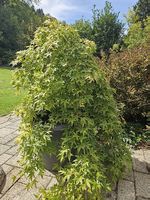 Bonsai Kleinblättriger Ahorn
