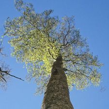 Profile image of bovary13