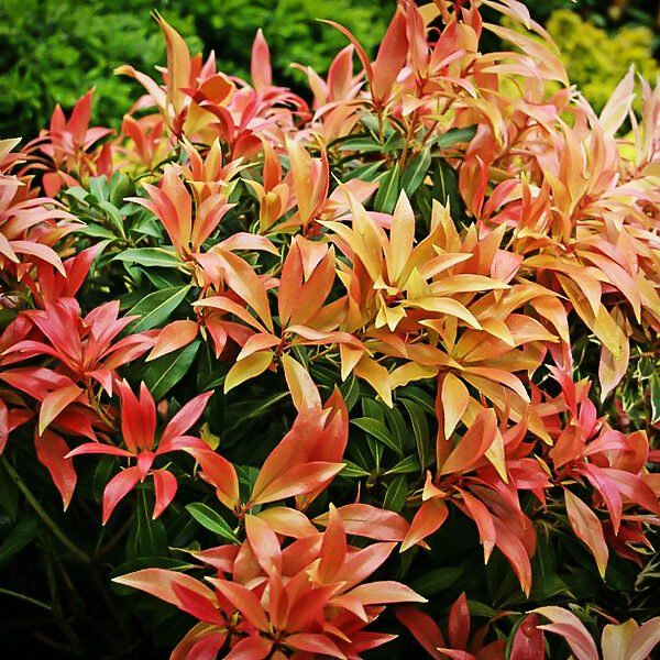 Pflanzen & Samen: Pieris japonica 'Forest Flame' PLANTE 3x – Neu (gemäss Beschreibung) aus Bremblens von FIBONACCI369