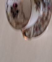 Tasse mit Untertasse, Porzellan, floral, Goldrand
