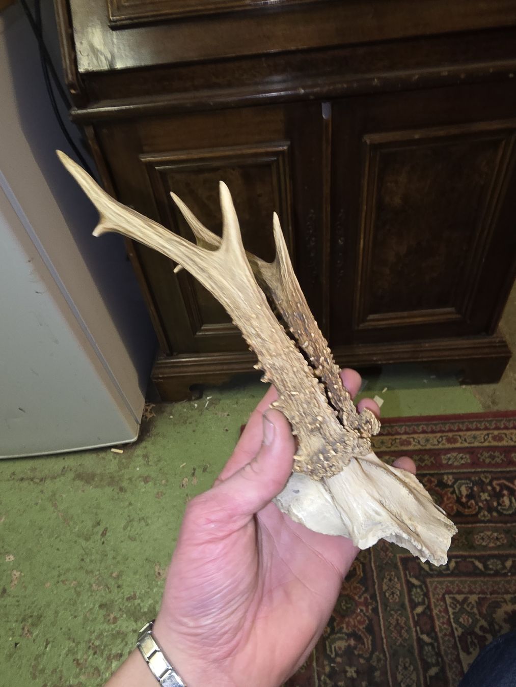 Altre raccolte & rarità: Hirschgeweih, Rehgeweih Jagdtrophäe (S1) – Usato da Rorschach venduto da TimelessTrading 1