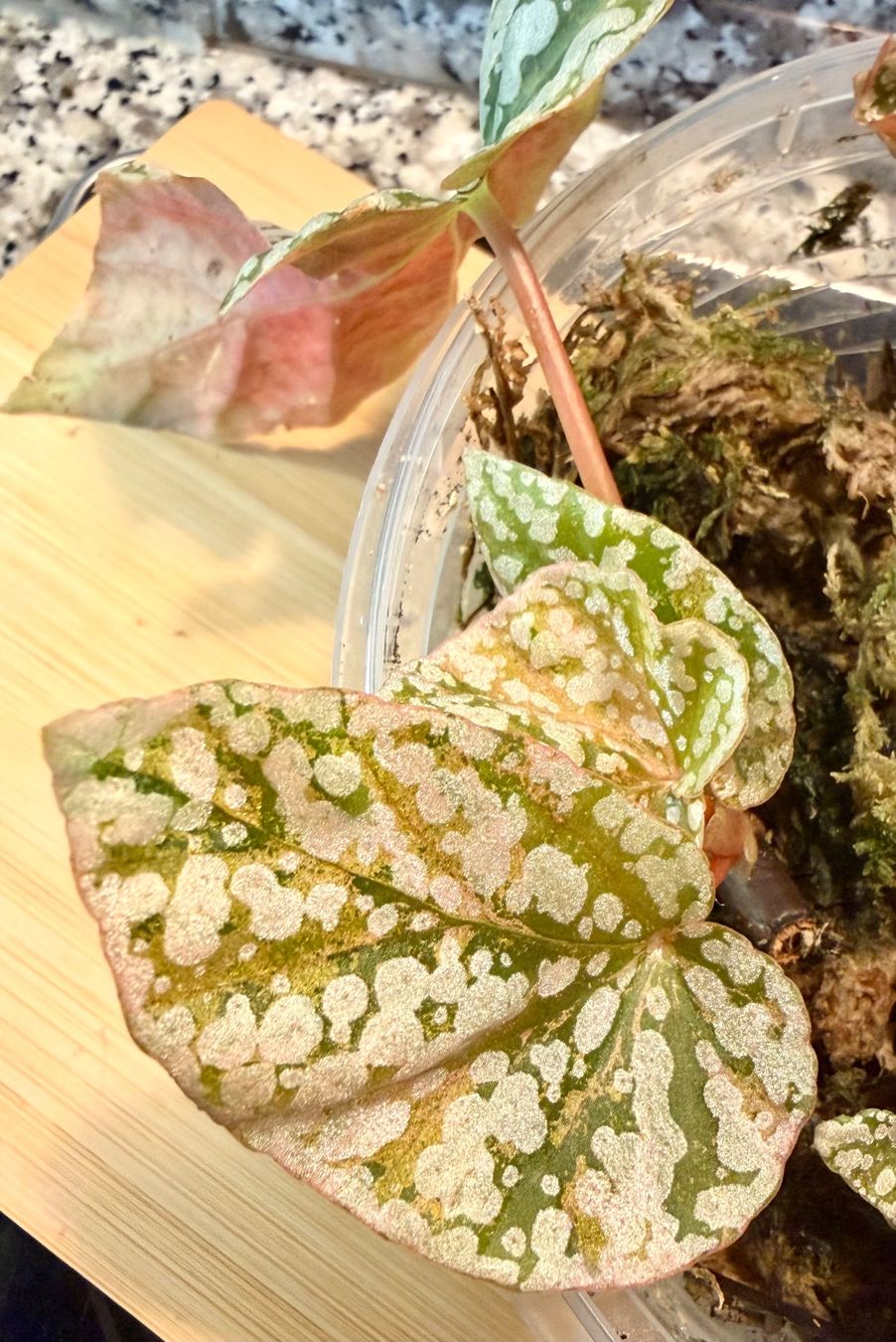 Piante & sementi: Begonia Snow Capped Variegata – Nuovo (secondo la descrizione) da Kaiseraugst venduto da dka_b97z 1