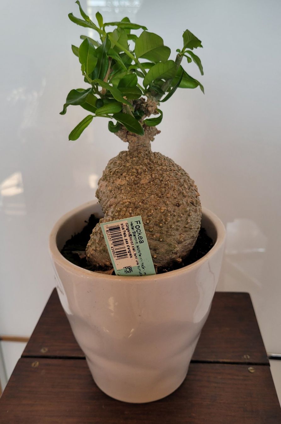 Plantes & graines: Fockea mit Topf – D'occasion à Stüsslingen par pati-king 3