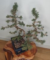 Outdoor Bonsai mit Keramikschale zu verkaufen