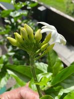 Jasminum sambac Indien Arabischer Jasmin Pflanzen Blumen