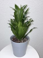 Dracaena Janet Craig Dracaena fragrans Compacta & pot 39 cm