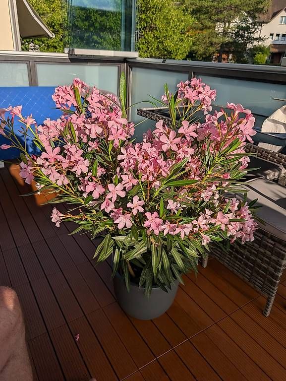 Pflanzen & Samen: Pflanze Oleander ca. 1meter Blüme – Gebraucht aus Frauenfeld von Yuriy 2