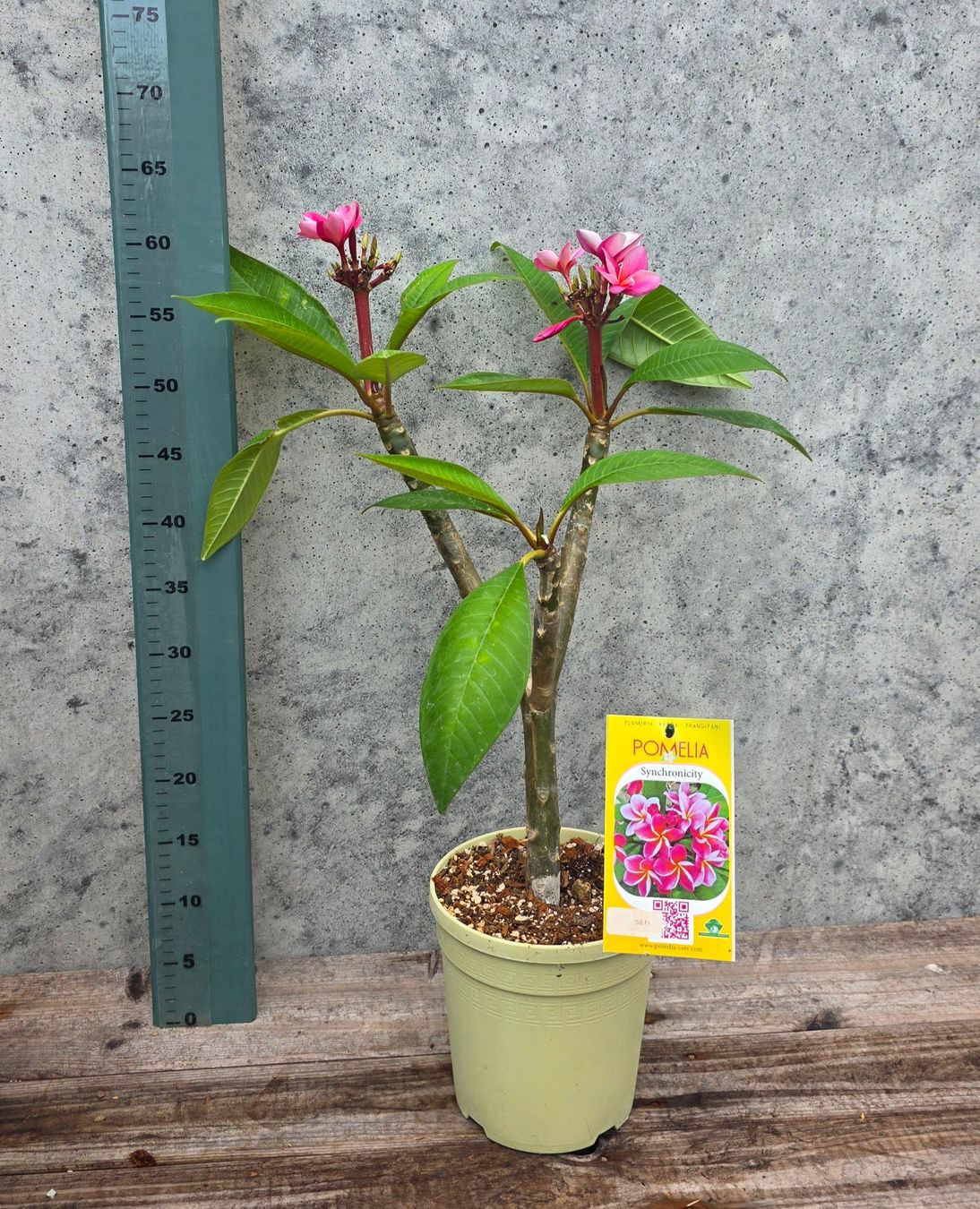Plantes & graines: Plumeria / Frangiapani Synchronicity – D'occasion à St.Erhard par Plumilandschweiz 3