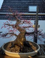 Acer Palmatum Benichidori Bonsai