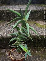 Sansevieria Lavranos - was für Sammler der Raritäten...