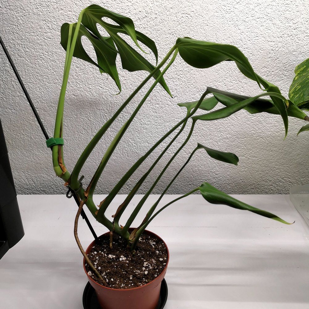 Plantes & graines: Monstera Burle Marx Flame – Neuf (Voir description) à Walenstadt par vkt_qc8d 3