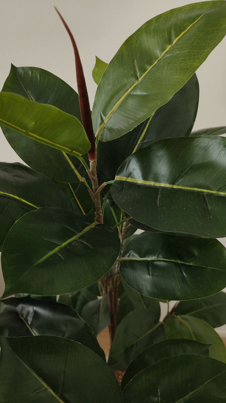 Piante & sementi: Pianta Ficus artificiale – Usato da Lugano venduto da claudio.luga 3