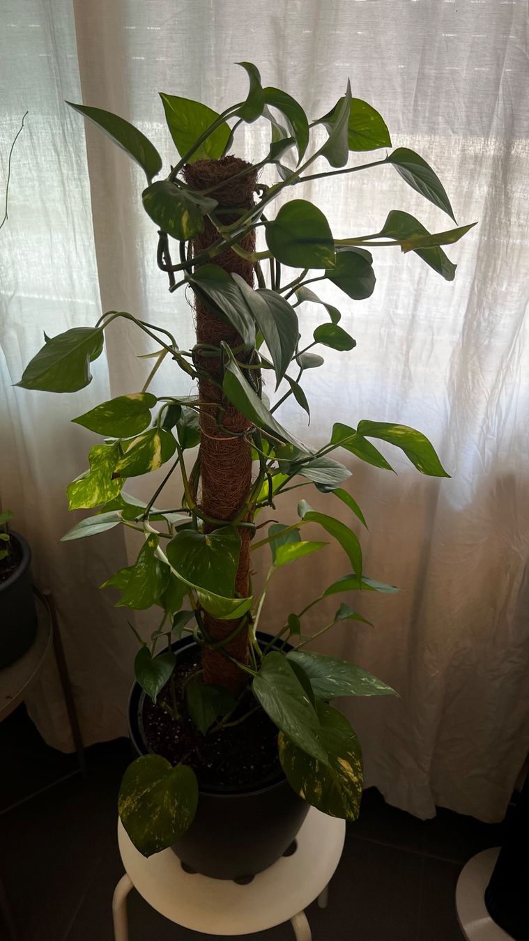 Piante & sementi: Grand pothos mature avec pot décoratif – Usato da Genève venduto da dev_7mx7 3