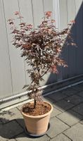 Japanischer Ahorn  palmatum, skeeters Broom