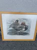 Robert hainard 67/86