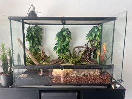 Terrarium mit Zubehör